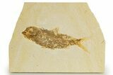 Bargain, Fossil Fish (Knightia) - Wyoming #340835-1